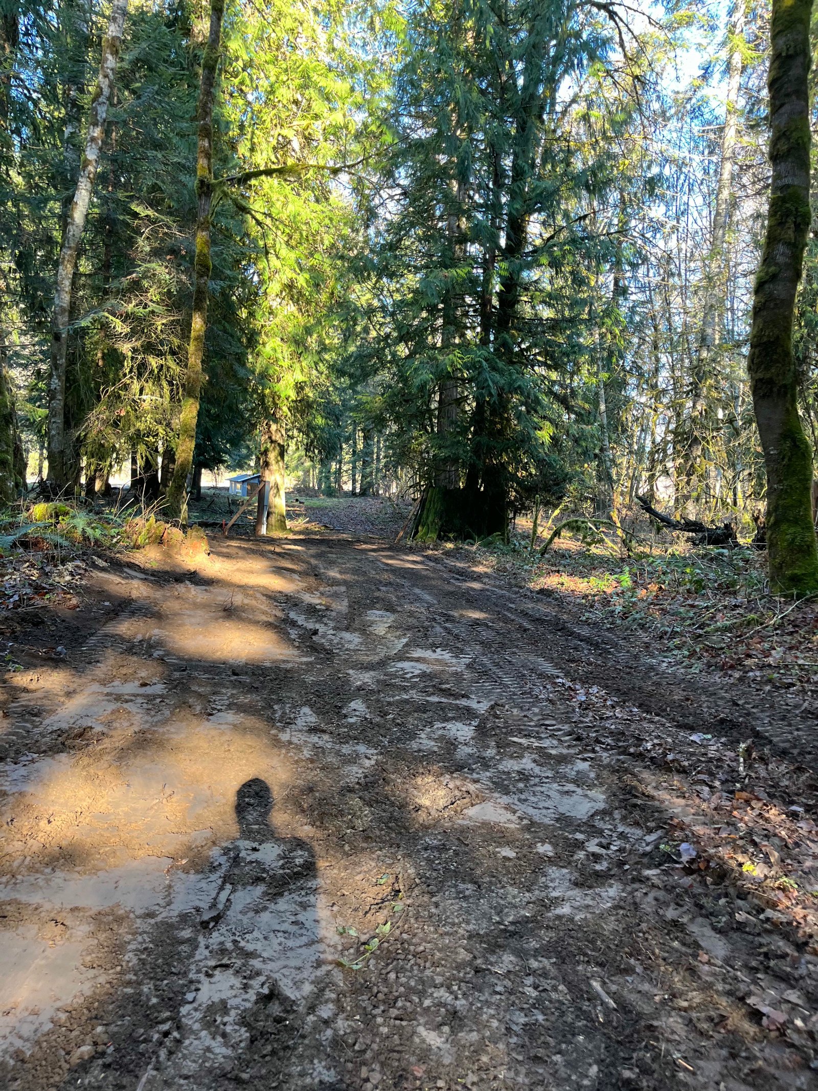 Backfilled and compacted electrical trench running through a wooded property in Packwood, WA, after utility installation