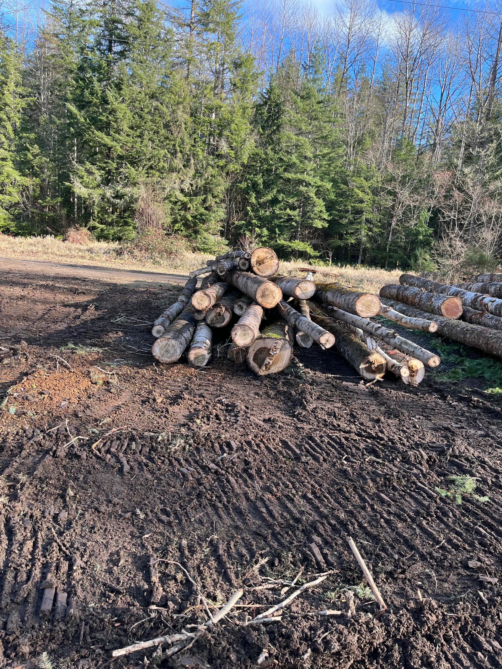 Neatly stacked timber logs following a land clearing and brush removal project in Randle, WA